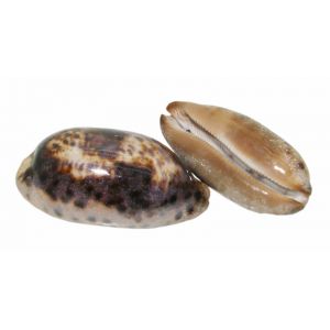 Seashell Cypraea Testudinaria